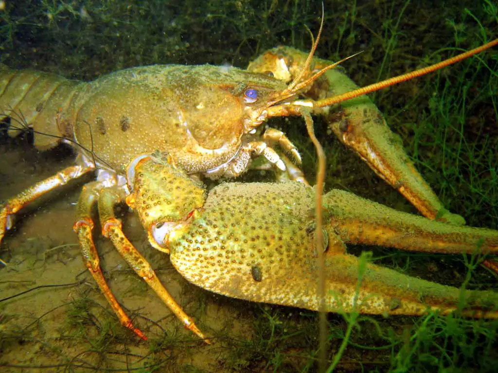 yellow lobster