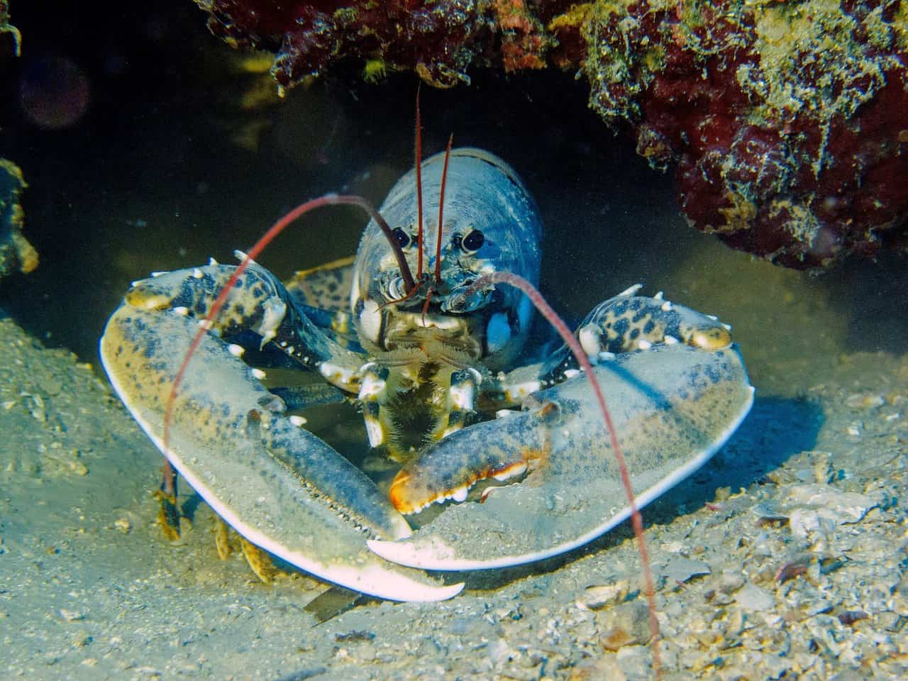 do-lobsters-have-blood-explained-bubbly-diver