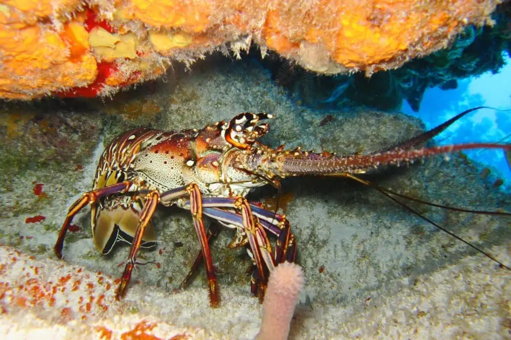 can lobsters live in freshwater