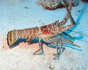 lobsters with gills underwater
