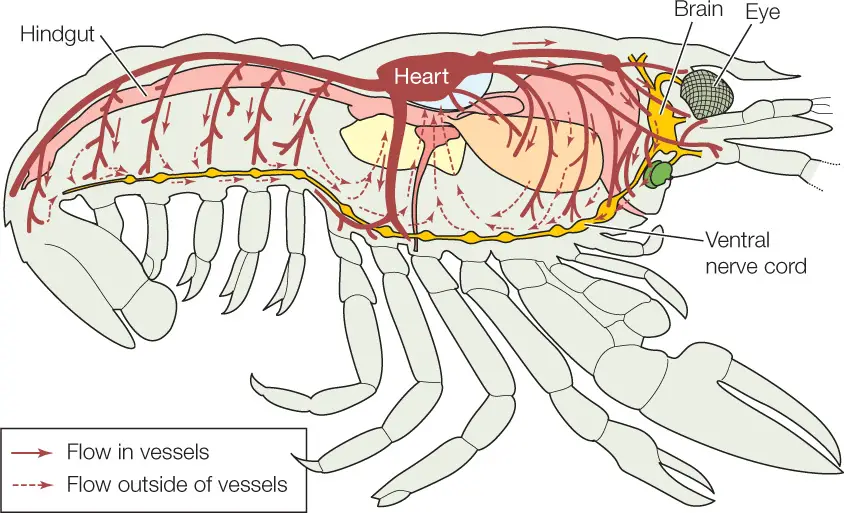 Blood Flow in the Open Circulatory System of Lobster