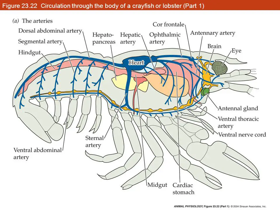 lobster artery system