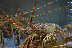 lobster communication