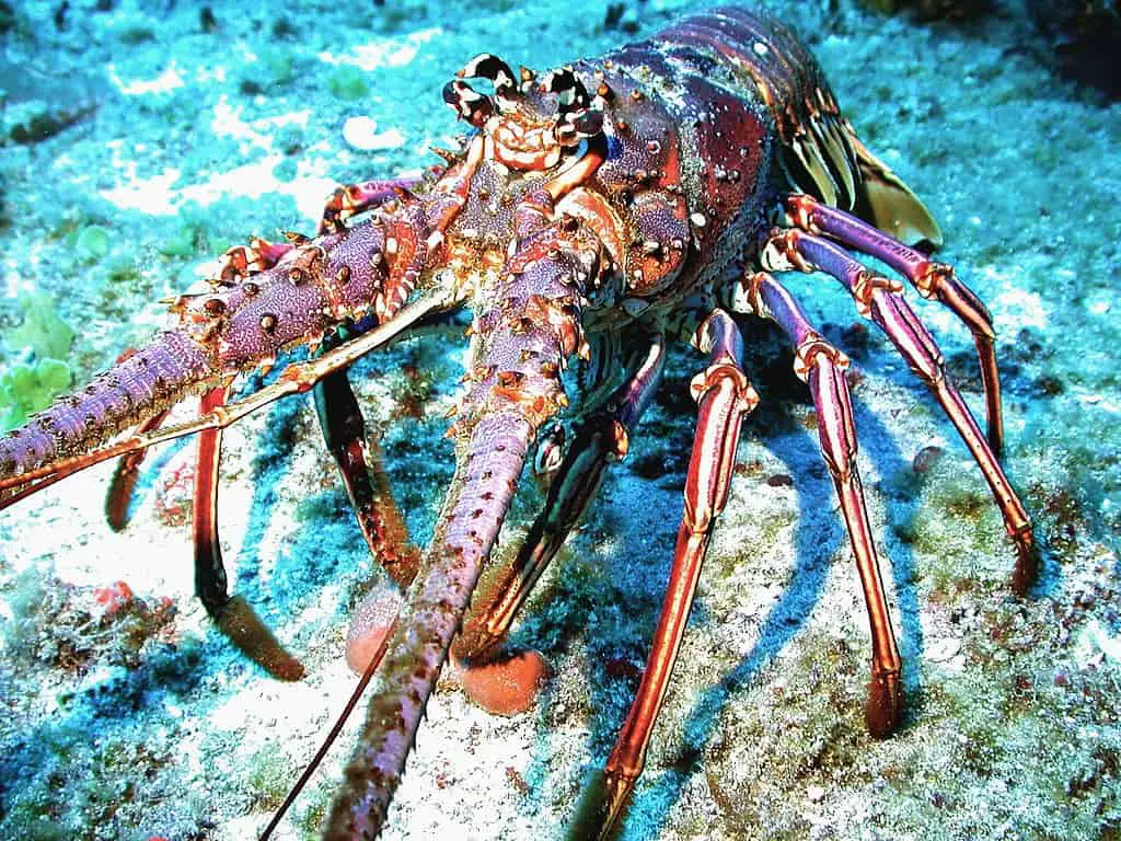 Spiny lobster without claws