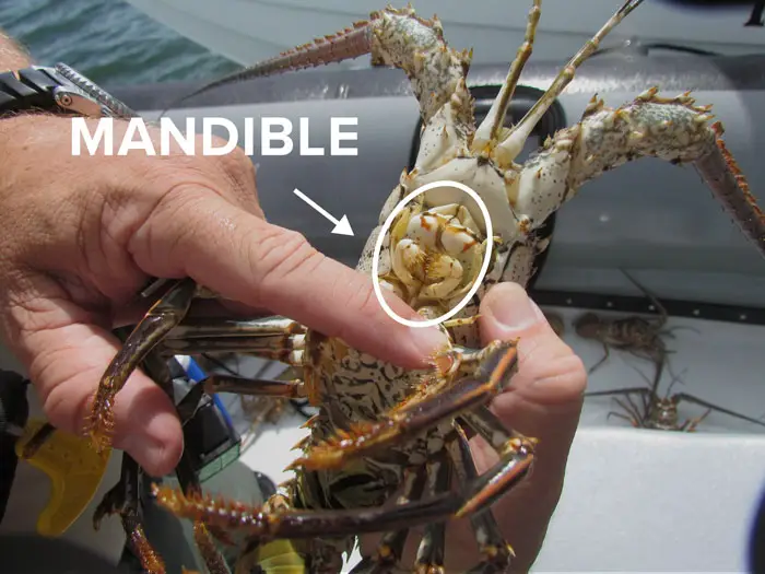 lobster's mandible can hurt you