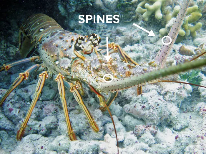 lobsters can hurt you with their spines 