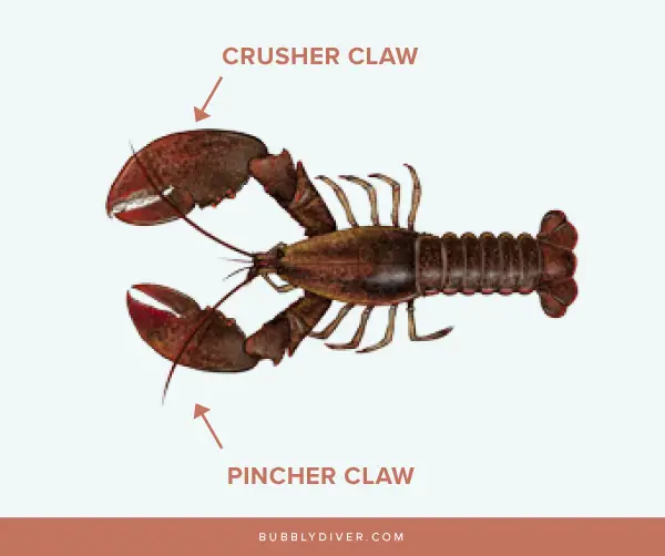 pincher and crusher claw in lobsters