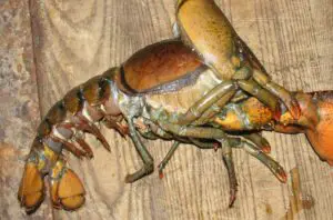 lobster molting
