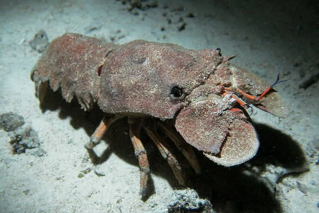 slipper lobster without claws