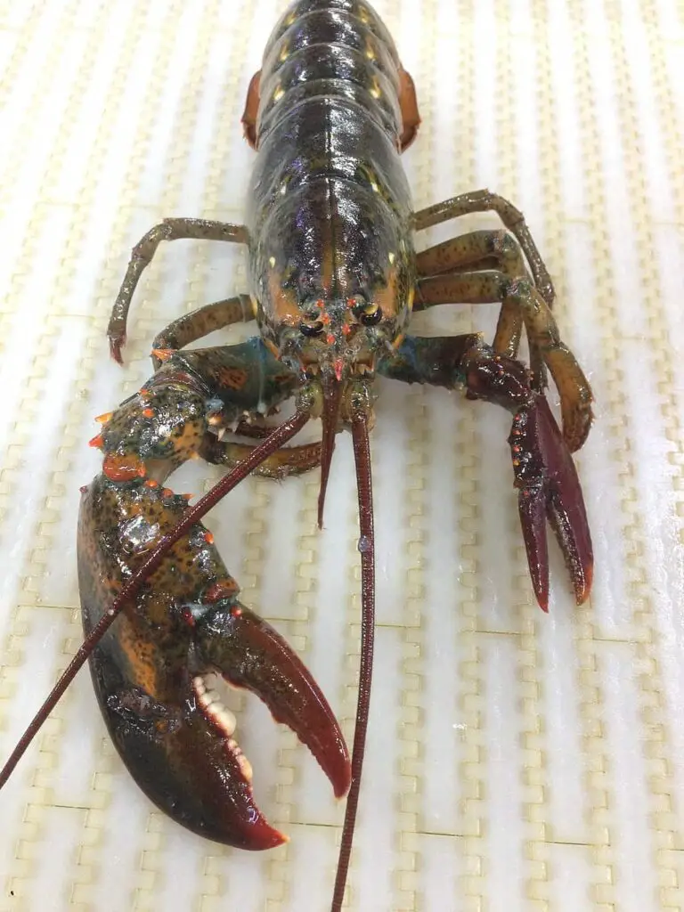 lobsters regrowing a claw