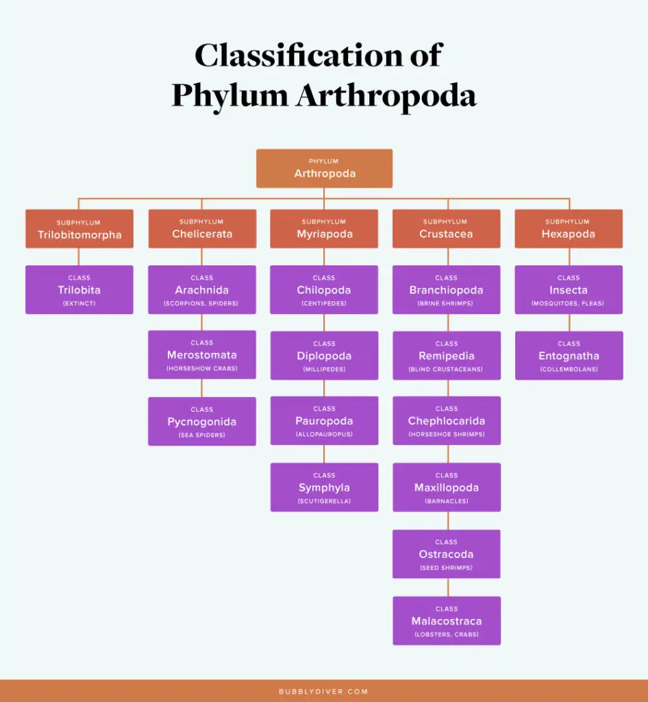 Classification of phylum Arthropoda and lobsters
