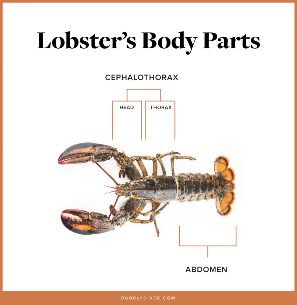 lobster's body parts