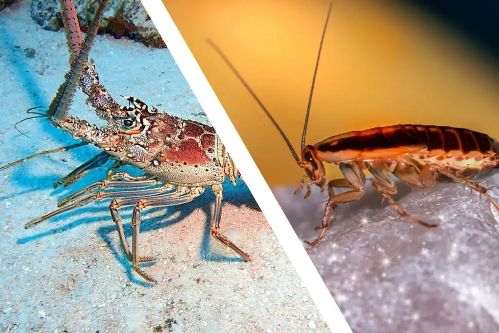 Are lobsters and cockroaches related?