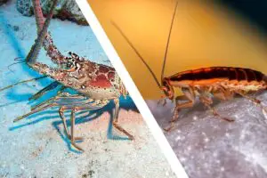 Are lobsters and cockroaches related?