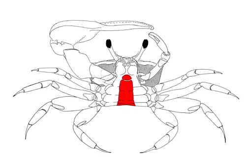 abdomen of crabs
