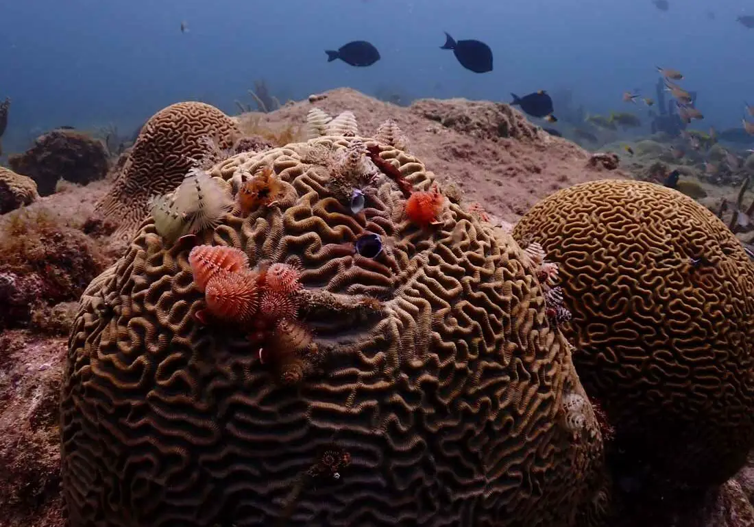 Corals of Aruba