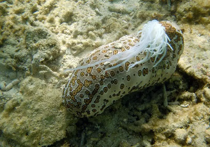 Sea Cucumber Expelling Organs